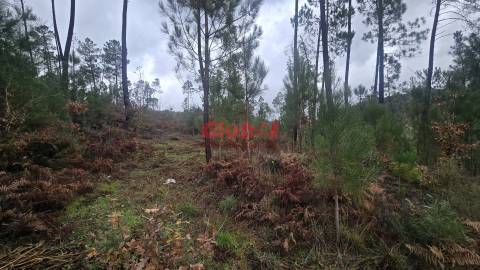 Terreno Rústico  Venda em Santos Evos,Viseu