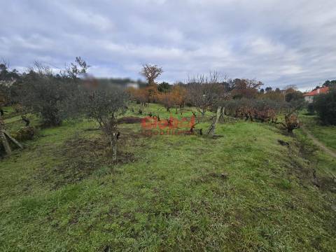 Terreno  Venda em Rio de Loba,Viseu