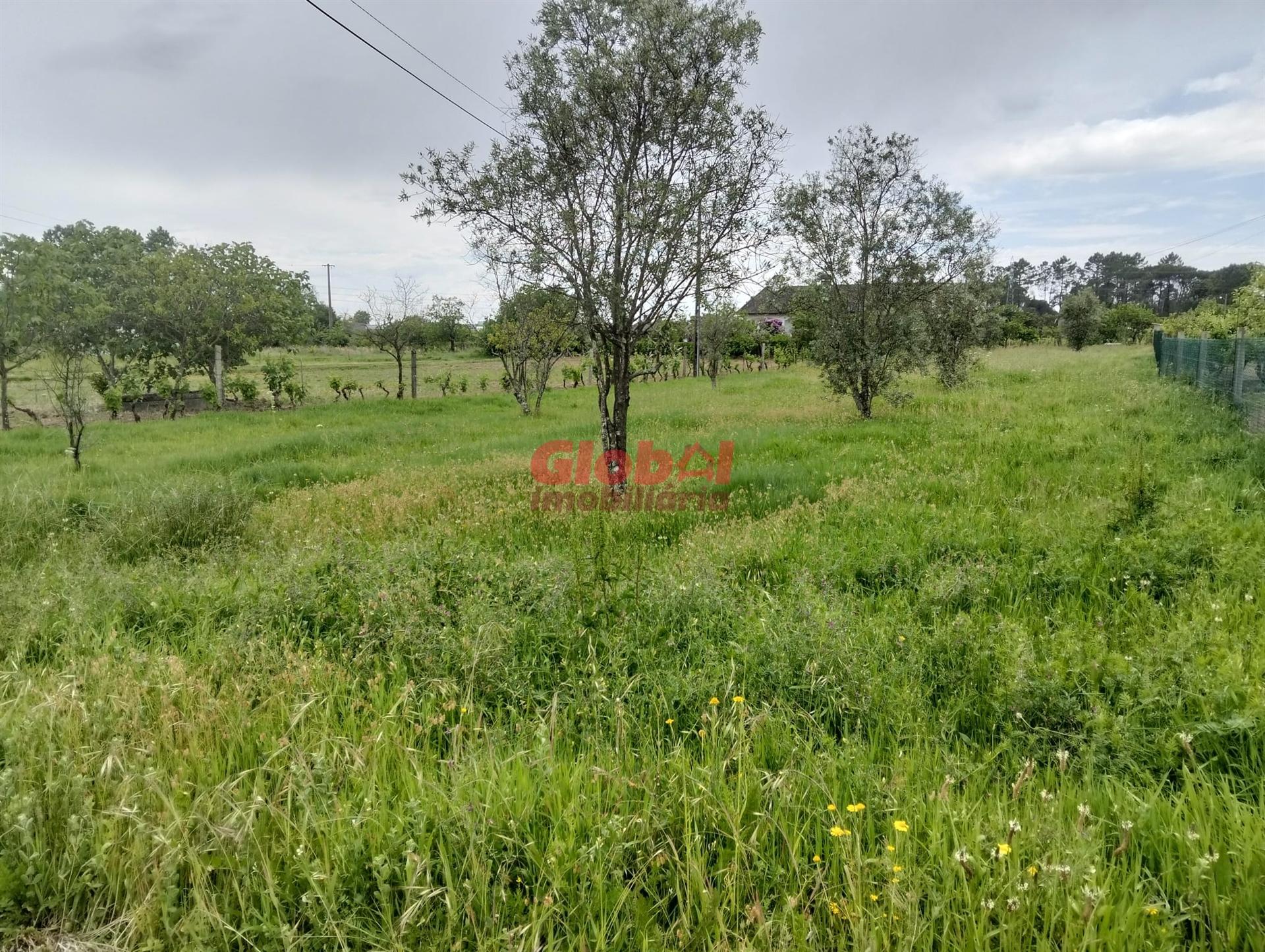 Terreno  Venda em Fragosela,Viseu