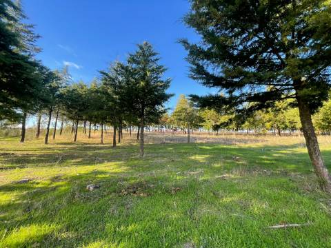 Quinta com possibilidade construção!