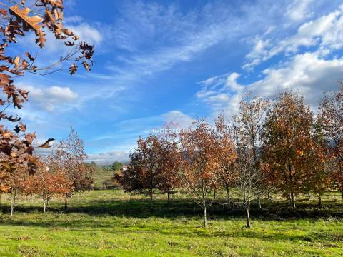 Quinta com possibilidade construção!