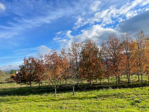 Quinta com possibilidade construção!