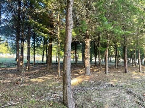 Quinta com possibilidade construção!