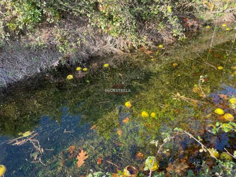 Quinta com possibilidade construção!