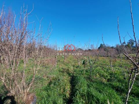 Terreno Para Construção  Venda em Mangualde, Mesquitela e Cunha Alta,Mangualde