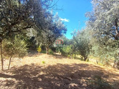 Terreno  Venda em Tavares (Chãs, Várzea e Travanca),Mangualde