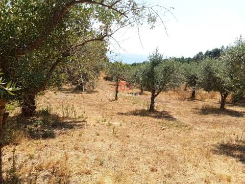 Quinta  Venda em Santiago de Cassurrães e Póvoa de Cervães,Mangualde