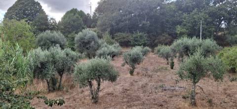 Quinta  Venda em Santiago de Cassurrães e Póvoa de Cervães,Mangualde
