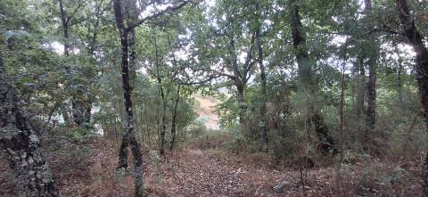 Quinta  Venda em Santiago de Cassurrães e Póvoa de Cervães,Mangualde