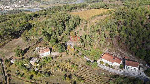 Terreno Rústico  Venda em Mangualde, Mesquitela e Cunha Alta,Mangualde