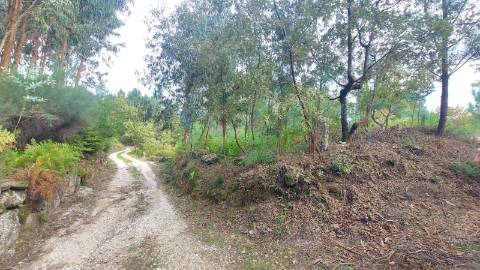 Quinta  Venda em Mangualde, Mesquitela e Cunha Alta,Mangualde