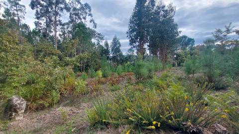 Quinta  Venda em Mangualde, Mesquitela e Cunha Alta,Mangualde