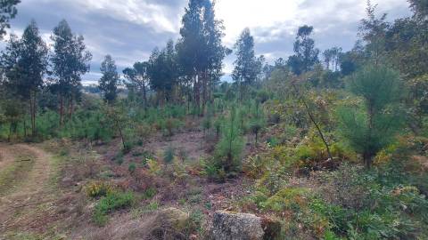 Quinta  Venda em Mangualde, Mesquitela e Cunha Alta,Mangualde