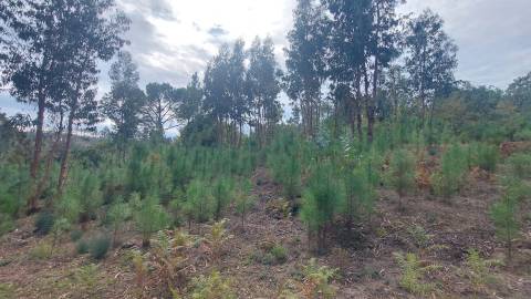 Quinta  Venda em Mangualde, Mesquitela e Cunha Alta,Mangualde