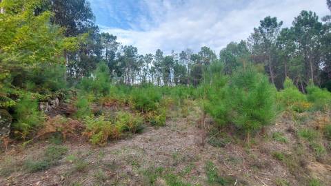 Quinta  Venda em Mangualde, Mesquitela e Cunha Alta,Mangualde
