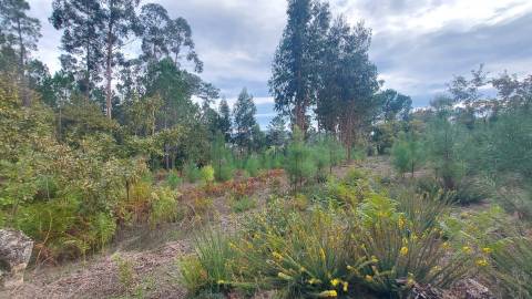 Quinta  Venda em Mangualde, Mesquitela e Cunha Alta,Mangualde
