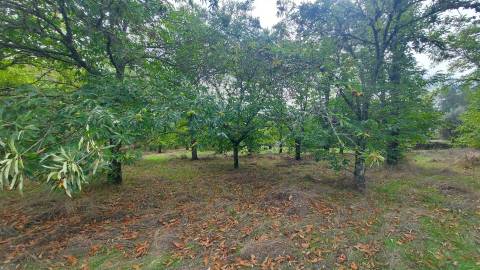 Quinta  Venda em Mangualde, Mesquitela e Cunha Alta,Mangualde