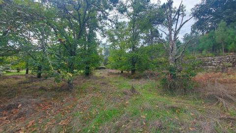 Quinta  Venda em Mangualde, Mesquitela e Cunha Alta,Mangualde