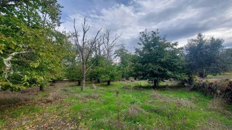 Quinta  Venda em Mangualde, Mesquitela e Cunha Alta,Mangualde