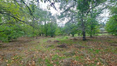 Quinta  Venda em Mangualde, Mesquitela e Cunha Alta,Mangualde