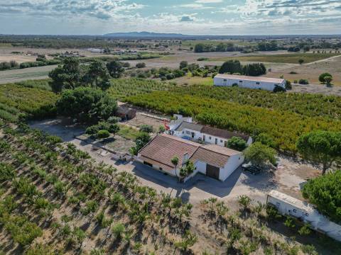 Quinta com 7 hectares e 6000 árvores de fruto no Poceirão