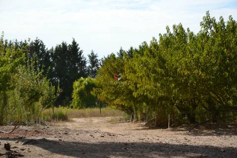 Quinta com 7 hectares e 6000 árvores de fruto no Poceirão