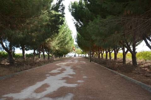 Quinta com 7 hectares e 6000 árvores de fruto no Poceirão