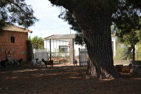 Quinta com 7 hectares e 6000 árvores de fruto no Poceirão