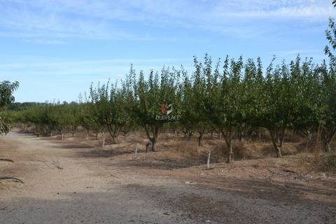 Quinta com 7 hectares e 6000 árvores de fruto no Poceirão