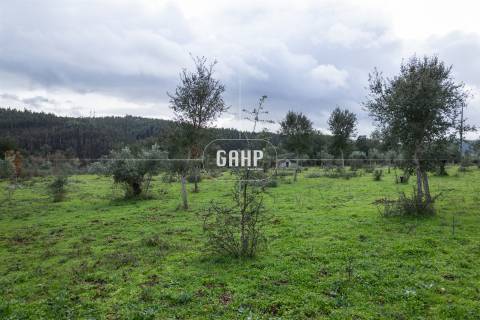 Terreno Rústico  Venda em Oliveira do Mondego e Travanca do Mondego,Penacova