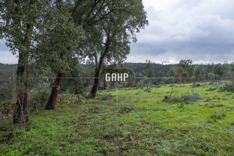 Terreno Rústico  Venda em Oliveira do Mondego e Travanca do Mondego,Penacova