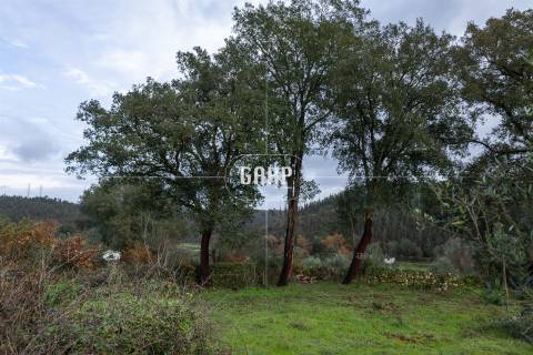 Terreno Rústico  Venda em Oliveira do Mondego e Travanca do Mondego,Penacova