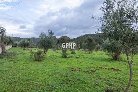 Terreno Rústico  Venda em Oliveira do Mondego e Travanca do Mondego,Penacova