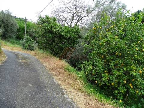 Moradia para Restaurar T2 Venda em Ribas,Celorico de Basto