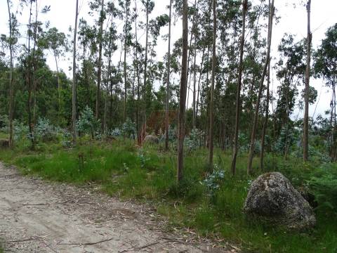 TERRENO COM ÓTIMAS ÁREAS EM SILVARES SÃO MARTINHO - FAFE!