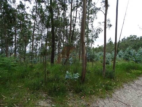 TERRENO COM ÓTIMAS ÁREAS EM SILVARES SÃO MARTINHO - FAFE!
