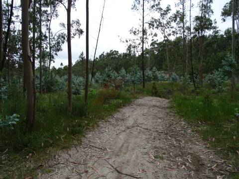 TERRENO COM ÓTIMAS ÁREAS EM SILVARES SÃO MARTINHO - FAFE!