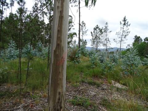 TERRENO COM ÓTIMAS ÁREAS EM SILVARES SÃO MARTINHO - FAFE!