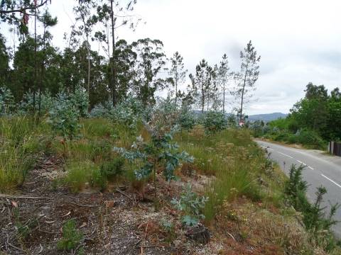 TERRENO COM ÓTIMAS ÁREAS EM SILVARES SÃO MARTINHO - FAFE!