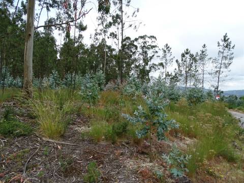 TERRENO COM ÓTIMAS ÁREAS EM SILVARES SÃO MARTINHO - FAFE!