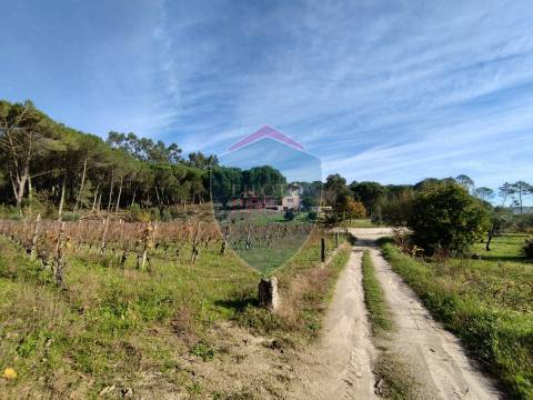 Quinta  Venda em Silgueiros,Viseu