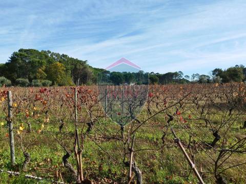 Quinta  Venda em Silgueiros,Viseu