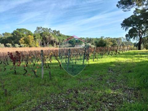 Quinta  Venda em Silgueiros,Viseu