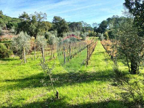 Quinta  Venda em Silgueiros,Viseu