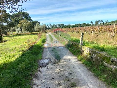 Quinta  Venda em Silgueiros,Viseu