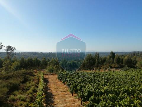 Quinta  Venda em Silgueiros,Viseu