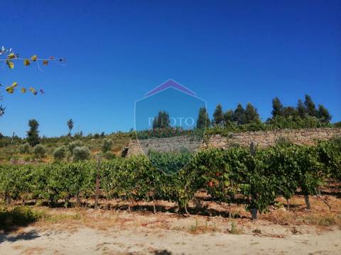 Quinta  Venda em Silgueiros,Viseu