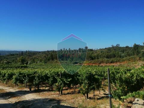 Quinta  Venda em Silgueiros,Viseu