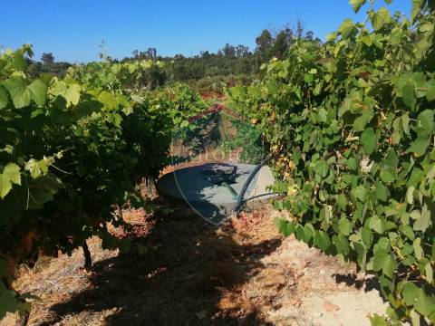 Quinta  Venda em Silgueiros,Viseu