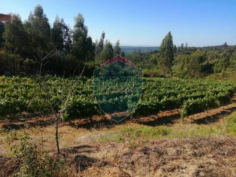 Quinta  Venda em Silgueiros,Viseu